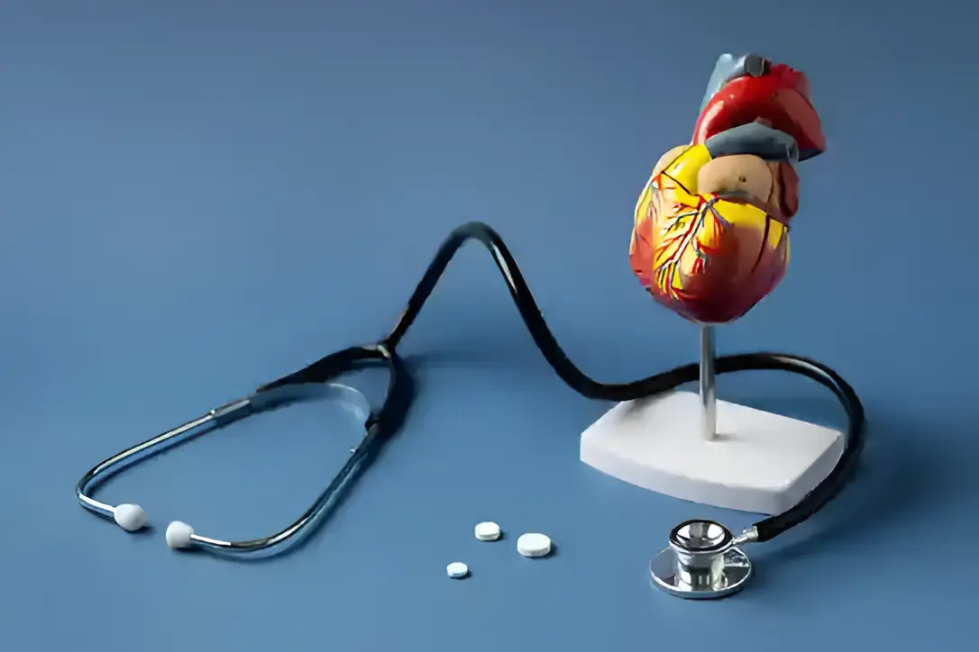 Anatomical heart model with stethoscope used for cardiology patient education