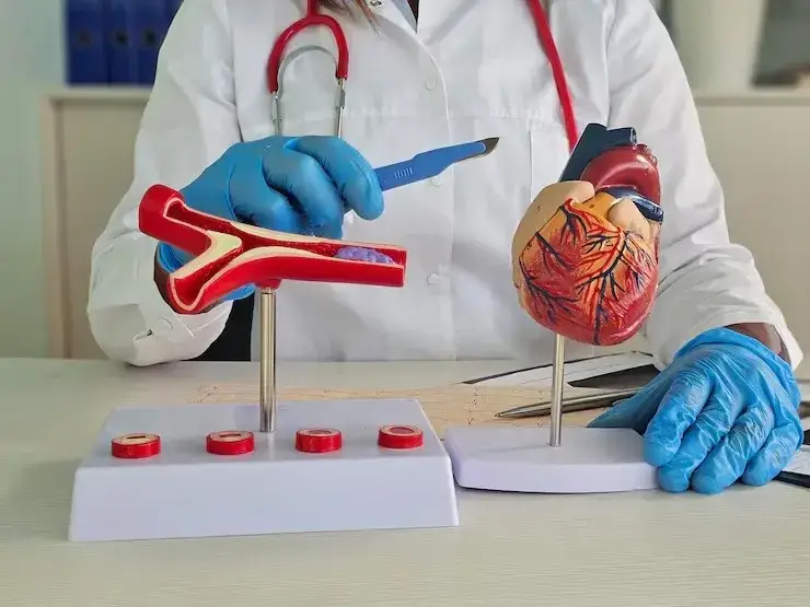 Interventional cardiologist using anatomical heart models to explain coronary artery disease and plaque buildup in Texas